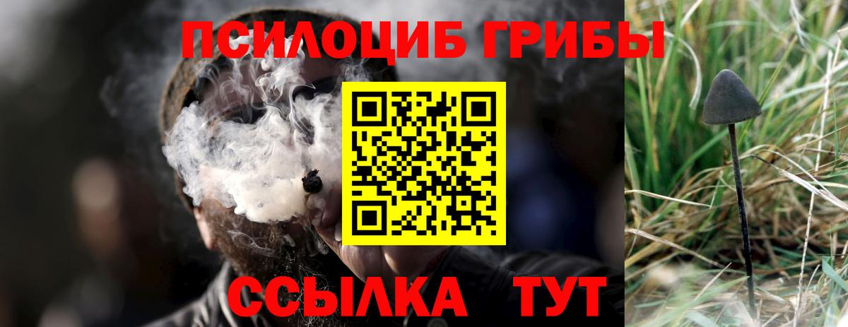 где продают   Вход с VPN  Избербаш  Псилоцибиновые грибы MAGIC MUSHROOMS  Псилоцибиновые грибы Cubensis 